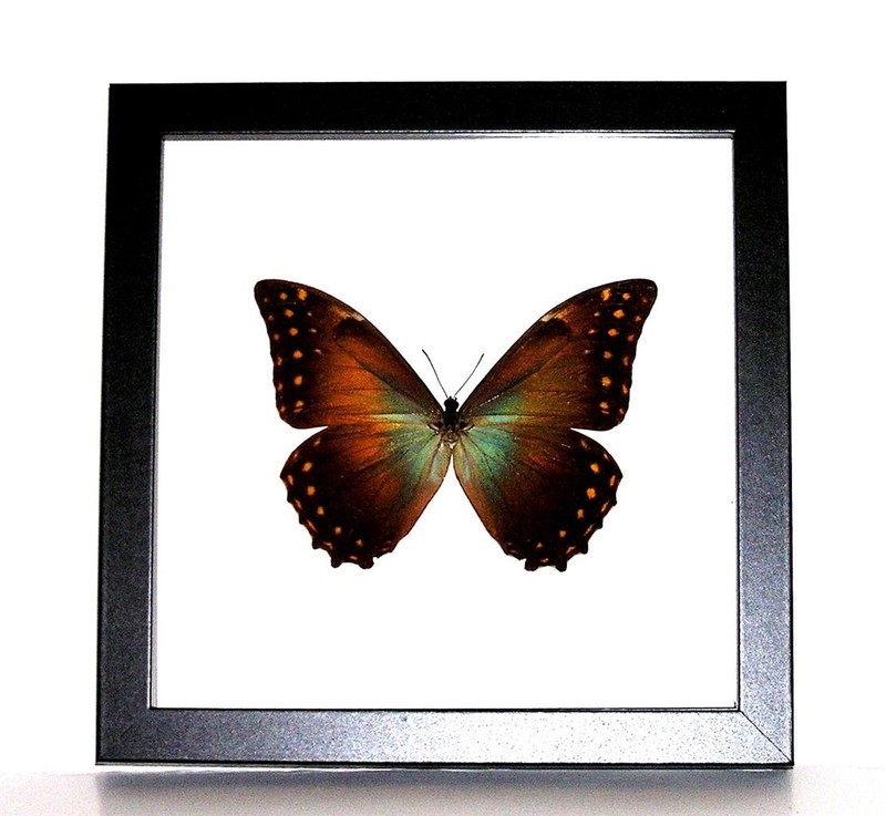 BUTTERFLY/MOTH/MOUNTED Real Shadowbox Framed Peruvian MORPHO TELEMACHUS