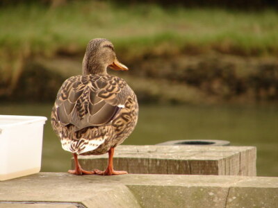 Foto 6x4 Resident Ente Arundel Diese freundliche Ente gesellte sich zu uns an unserem Tisch c2009