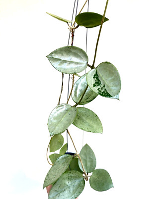 Hoya parasitica heart  silver   10-20inches well rooted. Ultra rare.