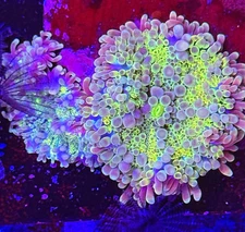 Live Coral Yuma Rainbow 2 Head