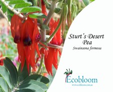 Sturt's Desert Pea Seed Packet, 100+ seeds (1 gram) - Swainsona formosa