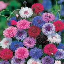 Landscaper's Pack Cornflower Bachelor Button DWARF MIX Non-GMO 1500 Seeds 