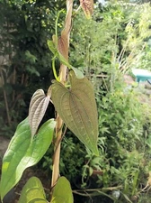 10 Rarely Produced Seeds -Dioscorea hamiltonii Mountain Yam Use Like a Potato