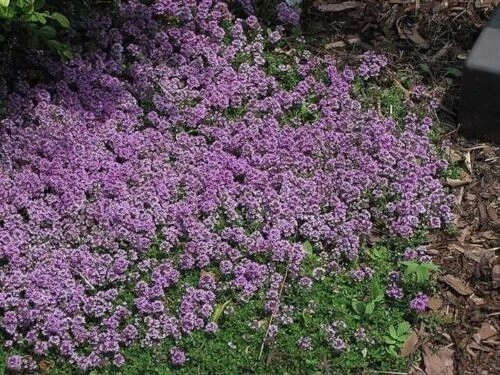 2000 Creeping Thyme Seeds Multicolored Plant Flowers Perennial Garden Seeds UK - Image 3 of 4