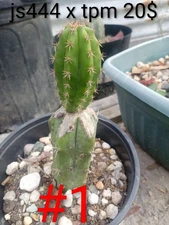 Multiple Seed Grown Fully Rooted Specimen Cactus None In Circulation RARE(CREST)
