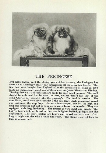 The Pekingese - CUSTOM MATTED - 1931 Vintage Dog Art Print