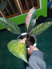 Anthurium hookeri Pink Variegated Rare Plant