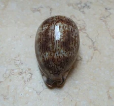 Cypraea Grayana Red Sea shell Large Specimen natural glossy 70.3mm F++++ F+++