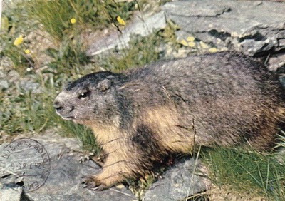 Wildlife  Zoo * MURMELTIER   **  Postcard   ***   Postkarte  # PL3 Rare