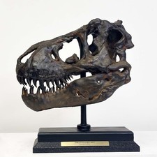 Tyrannosaurus Rex Replica Fossil Skull – T Rex Museum-Quality Trex.