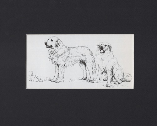 Great Pyrenees "Duo" - CUSTOM MATTED - 1963 Vintage Dog Art Print 0810  CLD