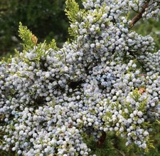 Juniperus virginiana - Eastern red cedar | Red juniper