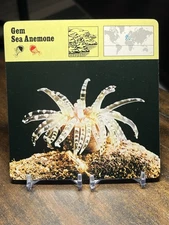 Gem Sea Anemone, 1977 Editions Recontre 4 3/4" x 4 3/4" Card