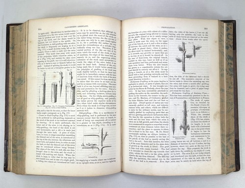 The Gardener's Assistant; Practical and Scientific Robert Thompson, Blackie 1859 - Picture 9 of 12