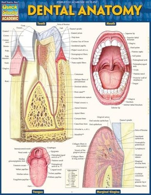 Dental Anatomy : QuickStudy Laminated Reference Guide by Vincent Perez (2016,...