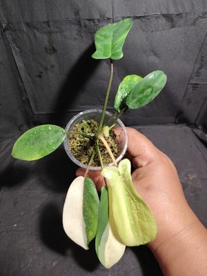 Philodendron Burle Marx Variegated 