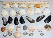 Lot Of 33 Mixed Sea Shells Large Small Scallop Cockles Conch Muscle
