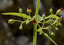 Scrophularia scorodonia. Balm-leaved Figwort. 100 Seeds
