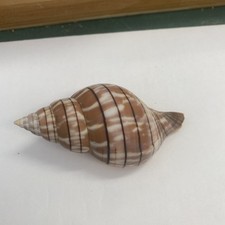 Gebänderte Tulpe 83mm gefunden auf Sanibel schöne Farbe