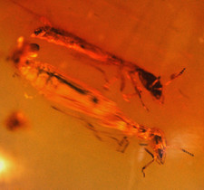 Copal amber with 2 fly-snake / raffidioptera and 1 white ant, 8 grs