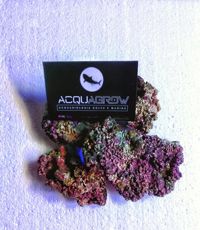 ✅NEW! Rocce Vive ORIGINALI FIJI Qualità ULTRA Premium Acquario marino Tropicale - Immagine 3 di 4