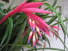 Billbergia Nutans Queen’s Tears’ Bromeliad Plant Plug Ready To Be Potted