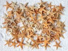 100 x echte Seesterne ca. 2-4cm flache Seesterne, haltbar pr&auml;pariert Starfish