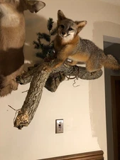 Grey fox taxidermy Full body mount, Cabin,Man cave Home , office, Eastern PA