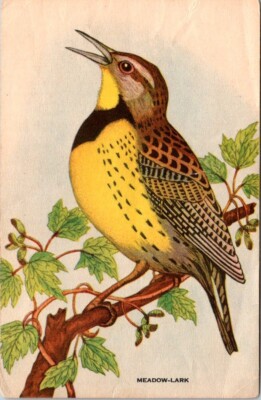 Betsy Ross Bread Recipes Royal Bakery Company Meadow Lark Bird JPV4