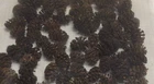 Black Alder Cones ~240x(=100gr)ShippingFree Healthy Aquarium Water Shrimp Discus