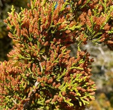 Juniperus ashei - Ashe juniper | Mountain cedar
