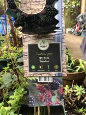 Blackberry  Plant Rubus Thornfree in 9cm Pot -