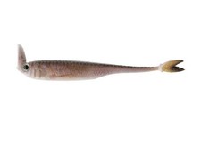 6th Sense Masterclass Strobe Shaker 4.0 Fishing Lure 5pk Live Minnow