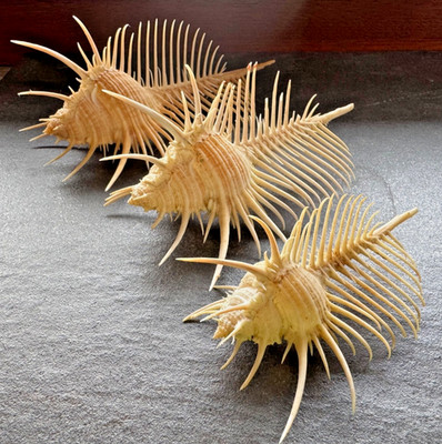3× Murex pecten Philippinen | echte Venus Comb Murex Schnecken | 95/126/146 mm