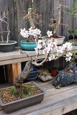 Almond Tree Seeds (10) – Grow Your Own Almond Tree or Bonsai