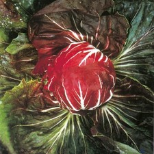 Chicory Seeds Palla Rossa 700 Fresh Salad Vegetable Seeds for