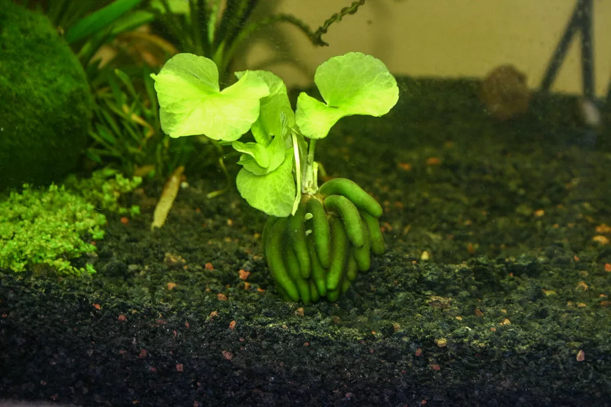Banana Plant Nymphoides Aquatica Live Aquarium Plants BUY 2 GET