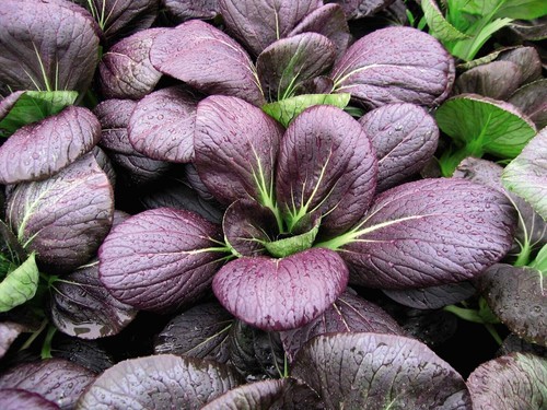 1 Packung 1000 Samen Lila Brassica Rapa Pak Choi Chinesisch Little Greens Bio - Bild 3 von 6