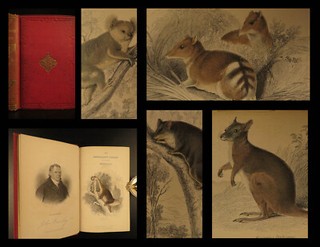 1841 Naturalists Jardine Mammalia Marsupial Kangaroo Koala Color Illustrated