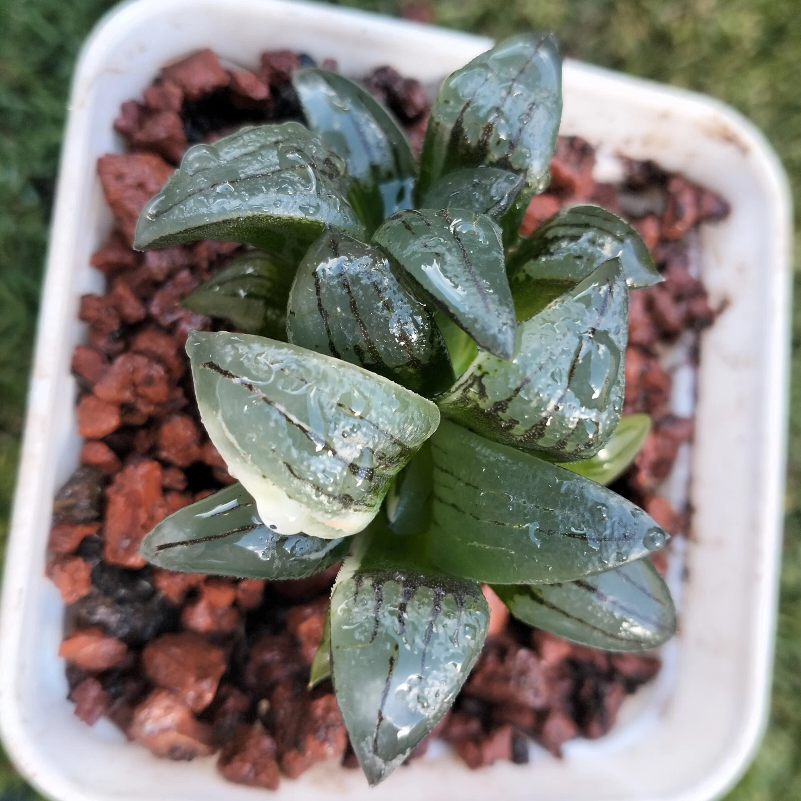 Haworthia Magnifica var Atrofusca variegated Rare plant # 16 Succulent
Opens in a new window or tab