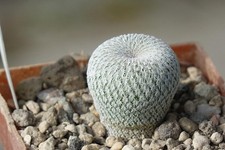 Kaktusy: Epithelantha cryptica VM 635, 2 cm, własne korzenie