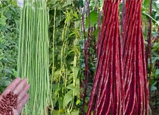 30PCS Green/Red Yard Long Bean Seeds Asian Noodle Asparagus Set