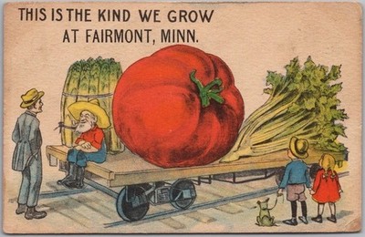 Vintage 1916 FAIRMONT, Minnesota Comic Greetings Postcard / Tomato Exaggeration