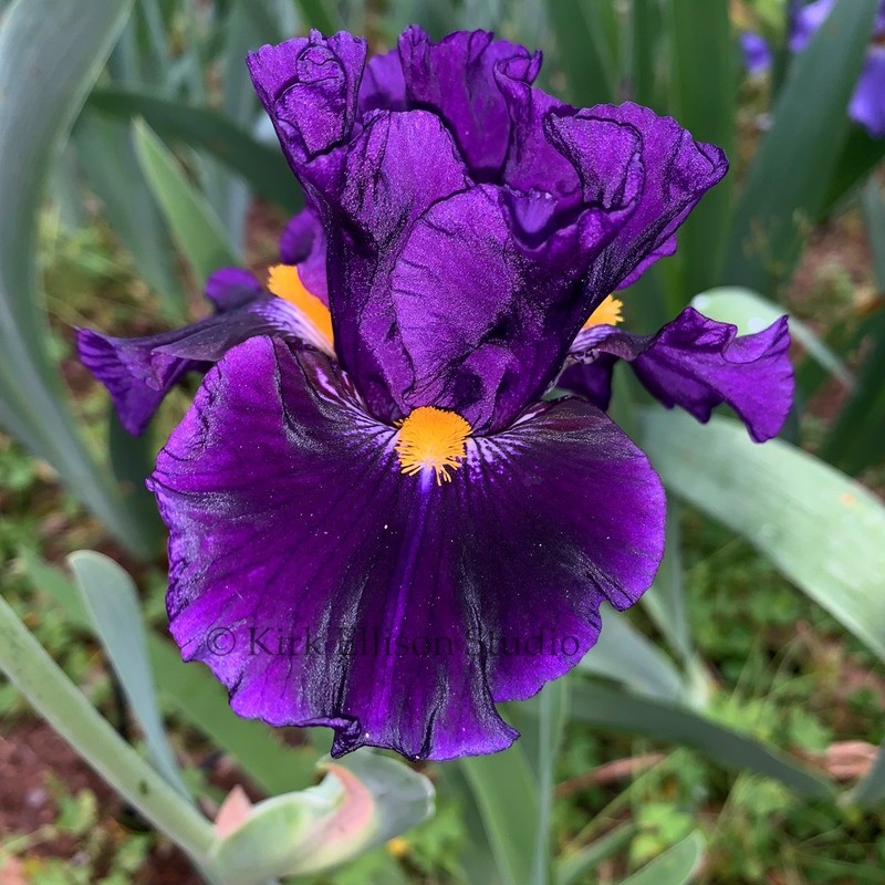 Border Bearded Iris Rhizome "LADY OF THE NIGHT"  Paul Black  2007  AWARDS!