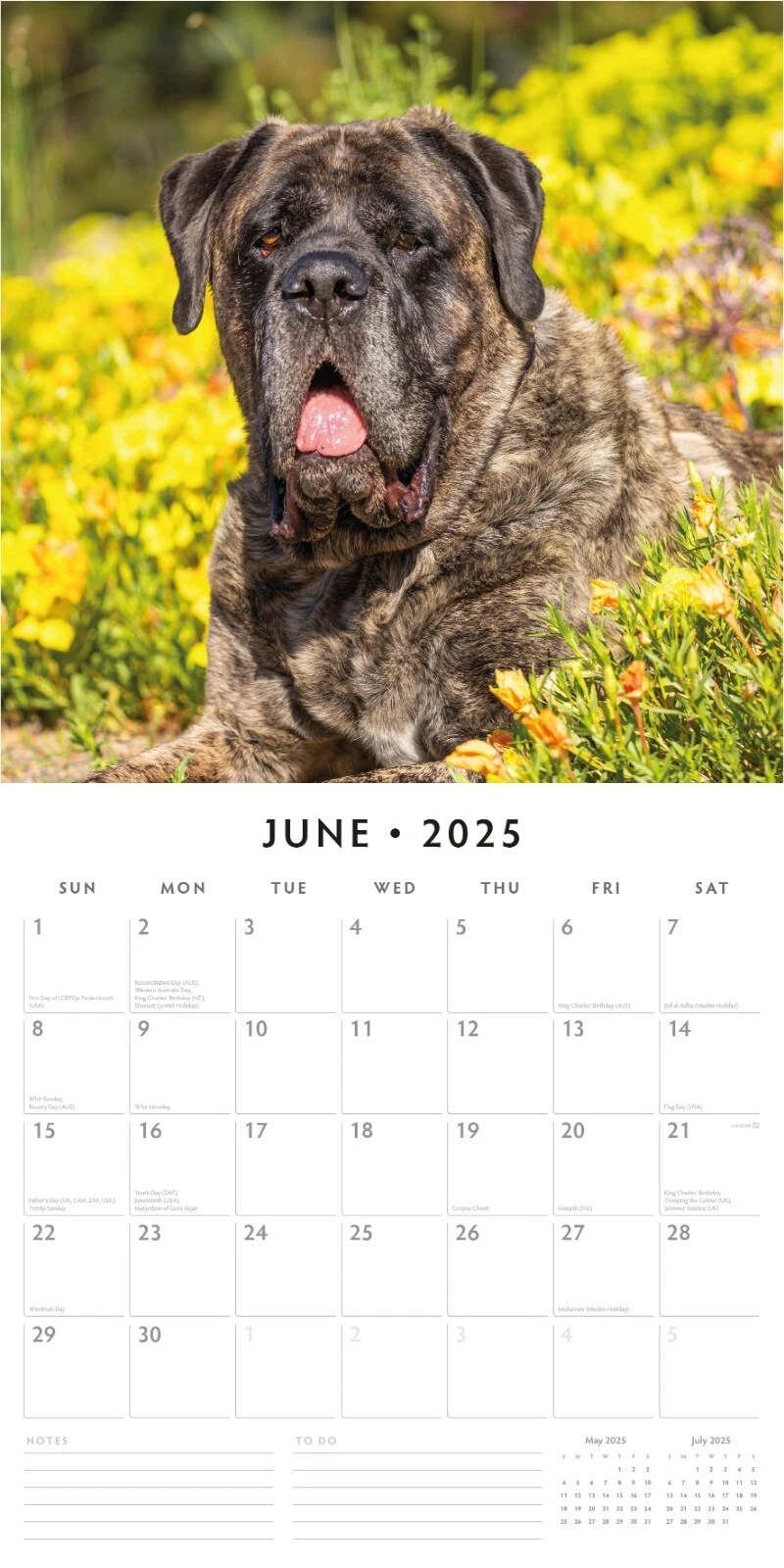Mastiffs 2025 Square Wall Calendar