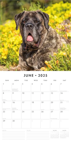 Mastiffs 2025 Square Wall Calendar