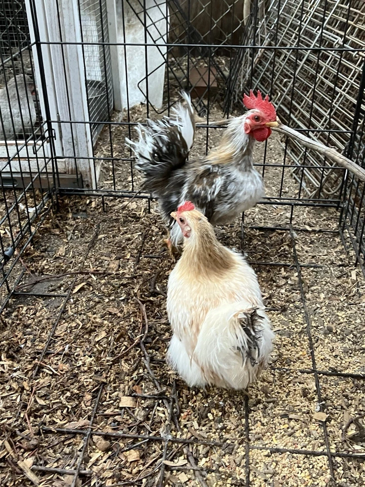 ¡¡Huevos de Serama todos los tipos de plumas!! Huevos de gallina Show Quality a la venta Foto 3 de 4