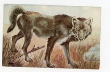 Vintage Postcard Animals Harvey Signed Timber or Grey Wolf Unposted