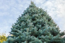 30 California White Fir (Abies Concolor) Pine - Christmas Tree Seeds, FREE SHIP