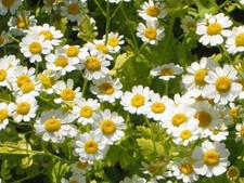 FEVERFEW - TANACETUM PARTHENIUM 20+ SEEDS Ed 121